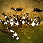 2010027期双色球开奖号码结果正式公布 fljjf