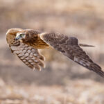 2008年开奖记录完整版历史数据汇总 hdec8brlm