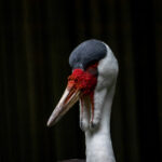 3D开奖号连线走势图最新动态与历史数据分析 plr0stt